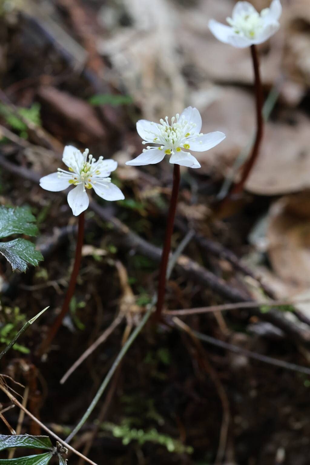 Coptis kitayamensis — related species from the same genus