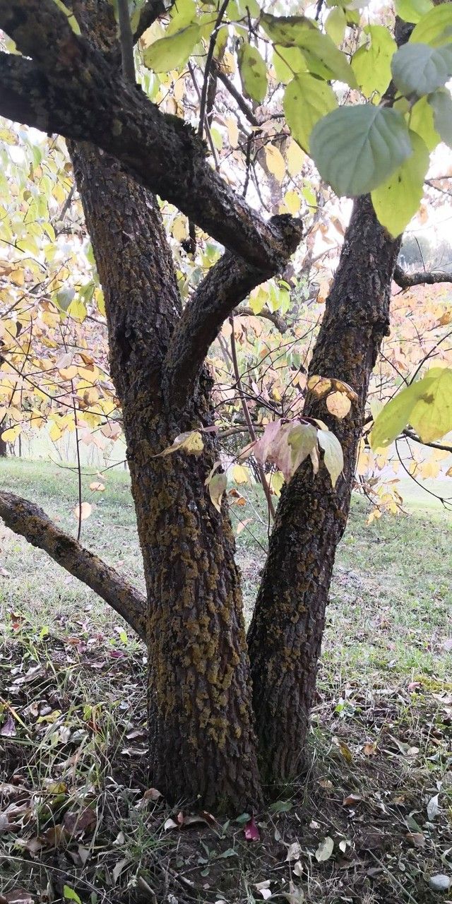 Cornus walteri habit