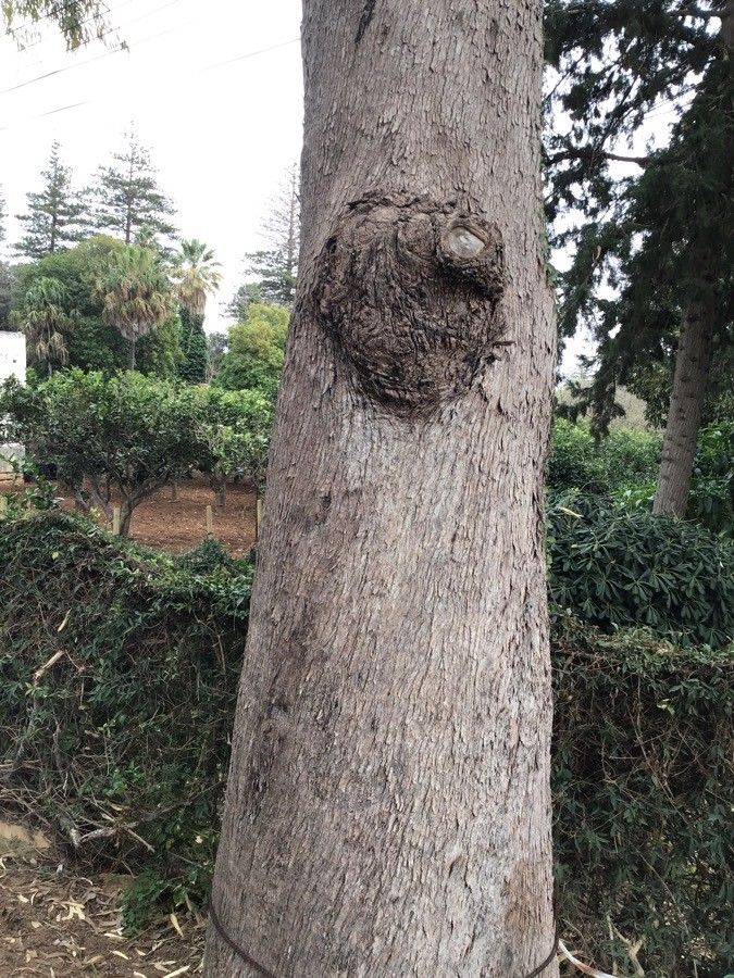 Eucalyptus gomphocephala bark