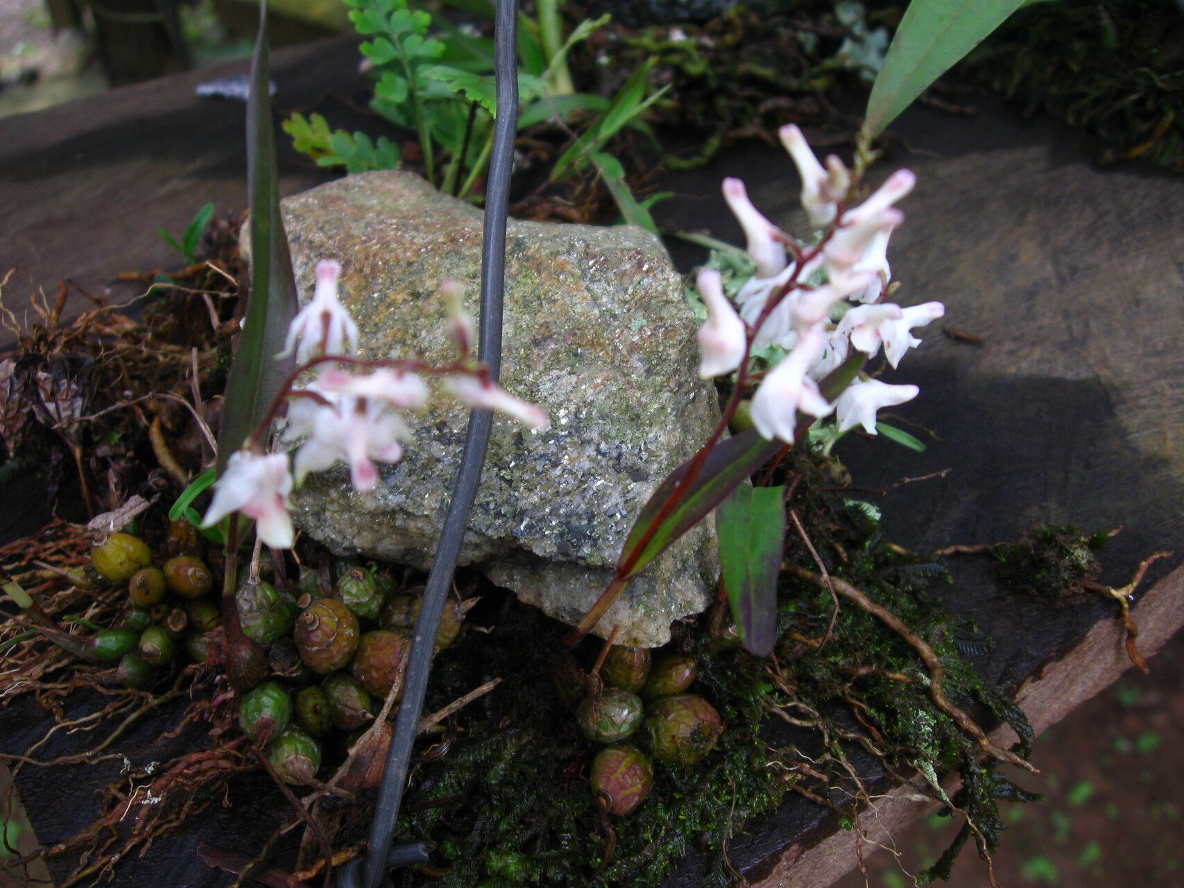 Polystachya alpina habit