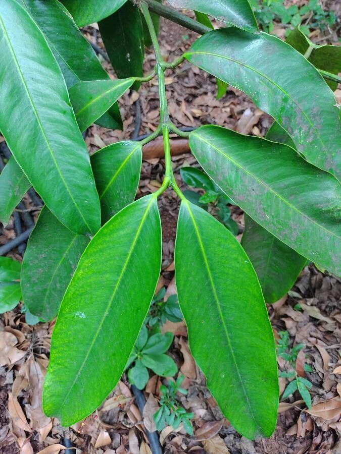 Garcinia cochinchinensis leaf