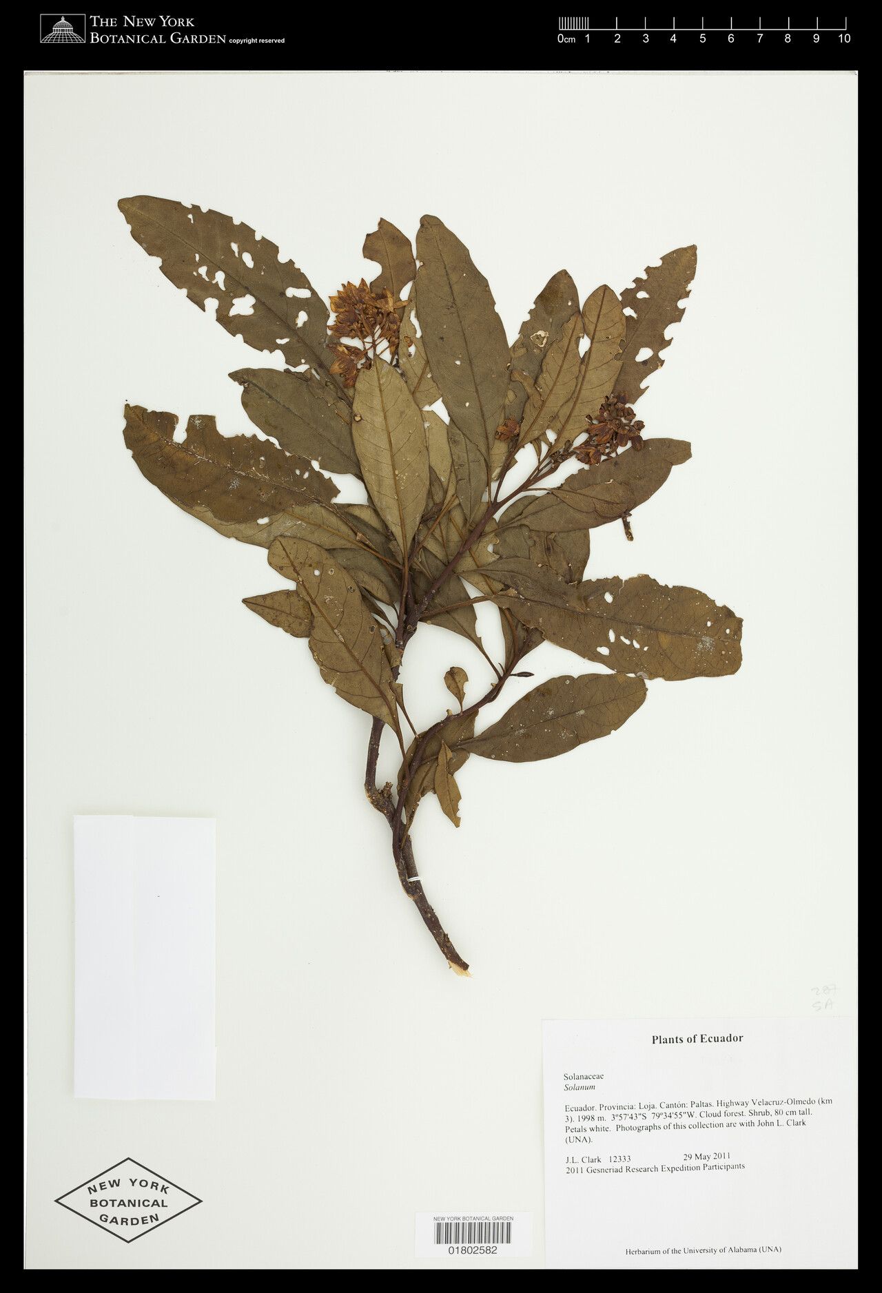 Solanum smithii — houseplant care guide