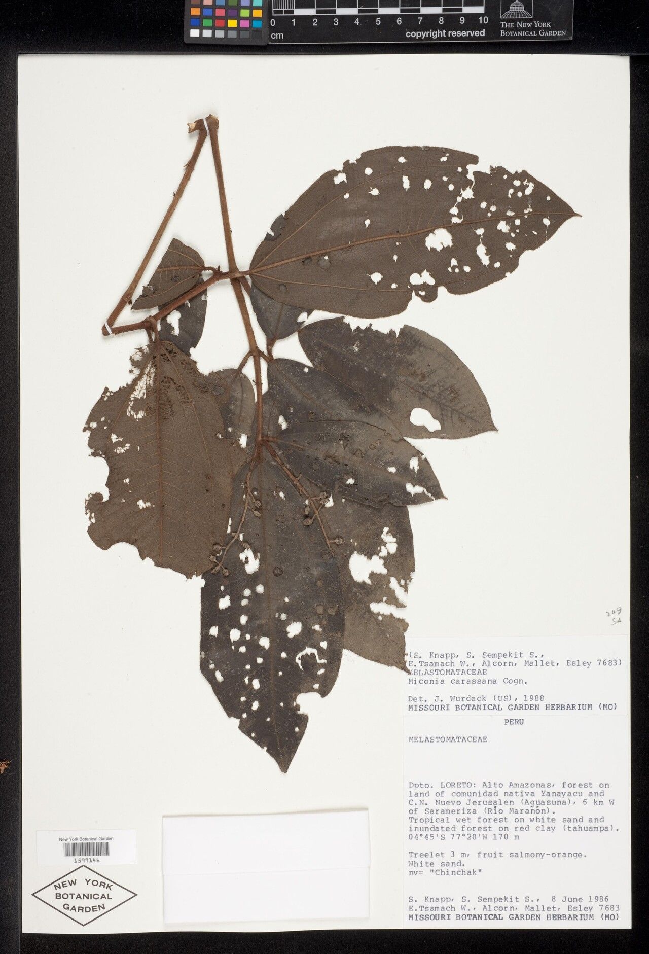 Miconia carassana leaf