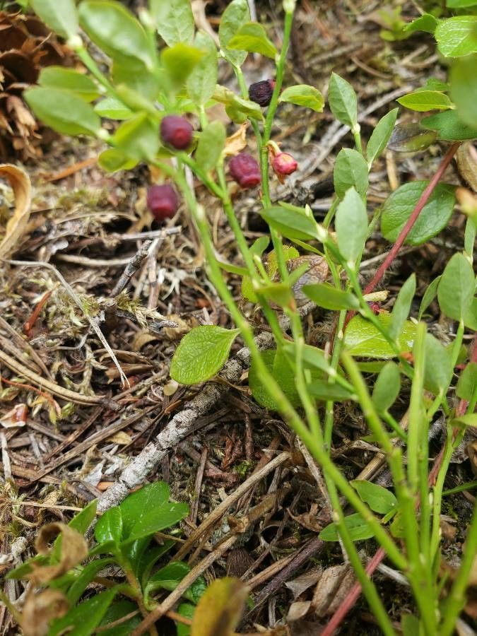 Vaccinium cespitosum fruit