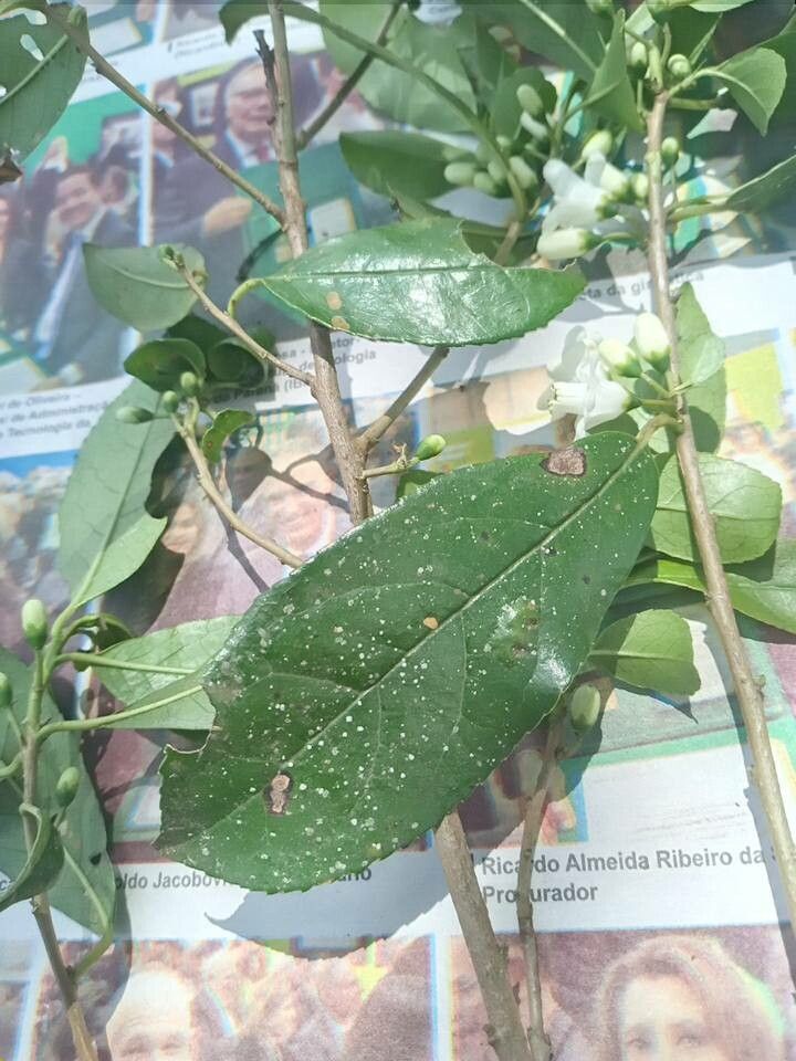 Symplocos uniflora — houseplant care guide