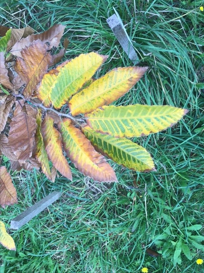 Castanea seguinii leaf