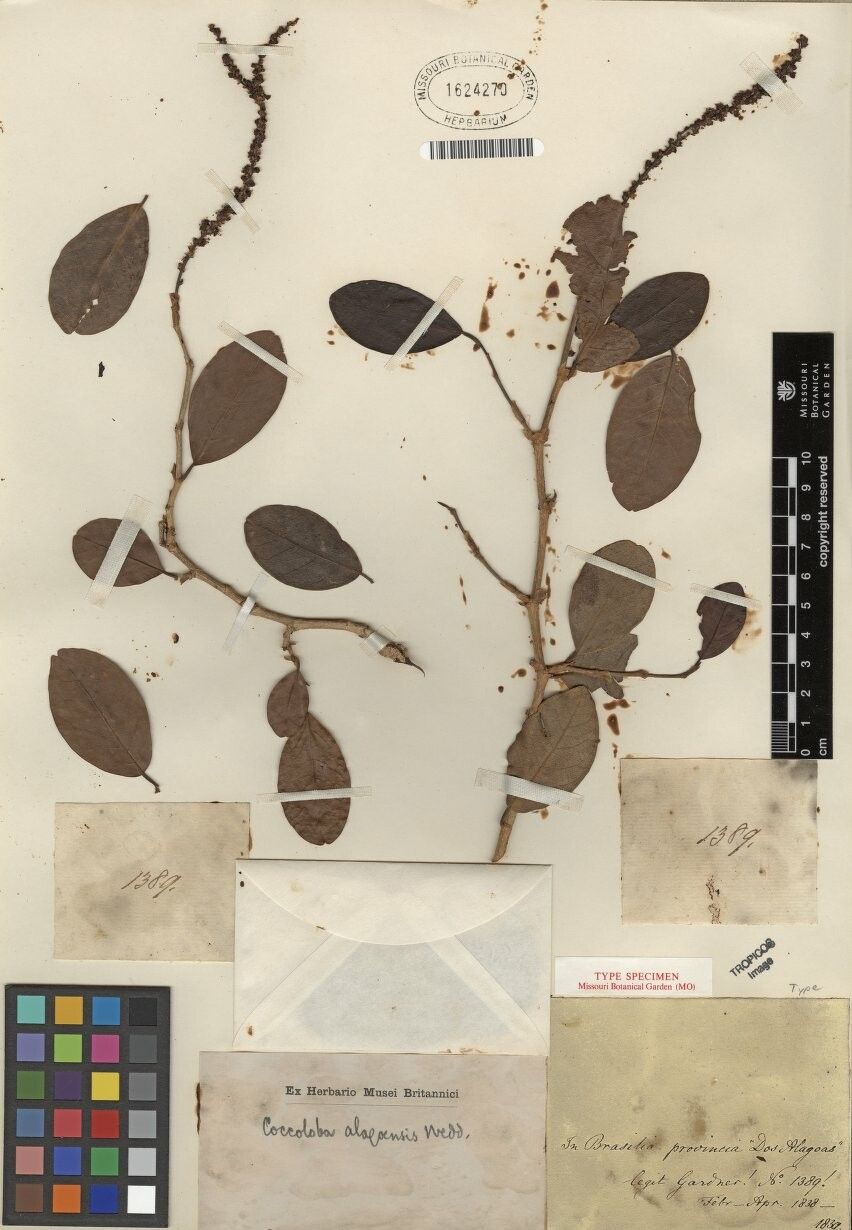 Coccoloba obtusifolia other