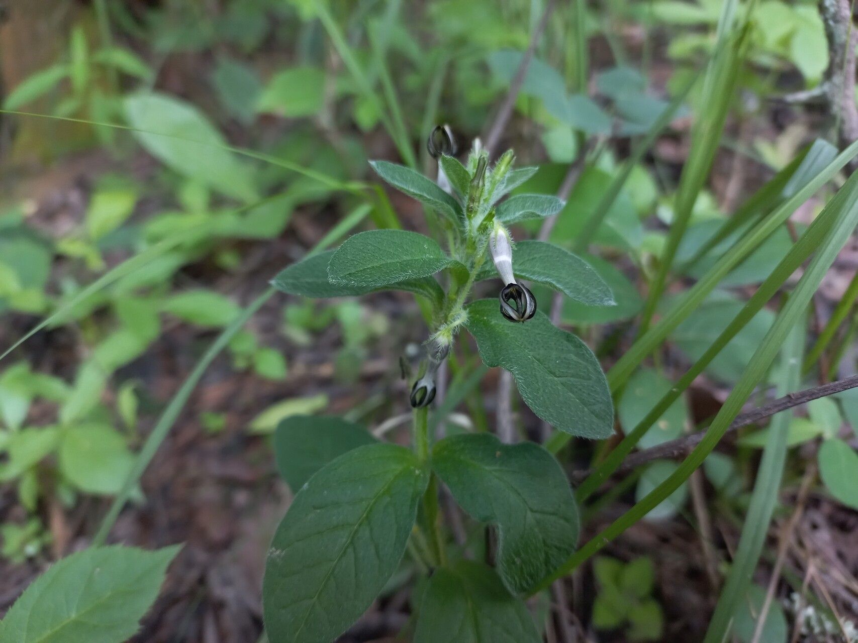 Ceropegia abyssinica flower