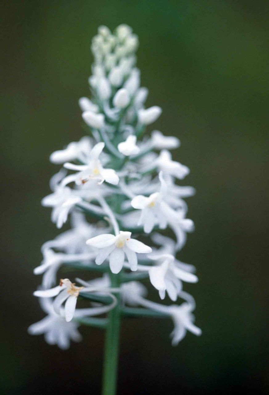 Platanthera nivea flower