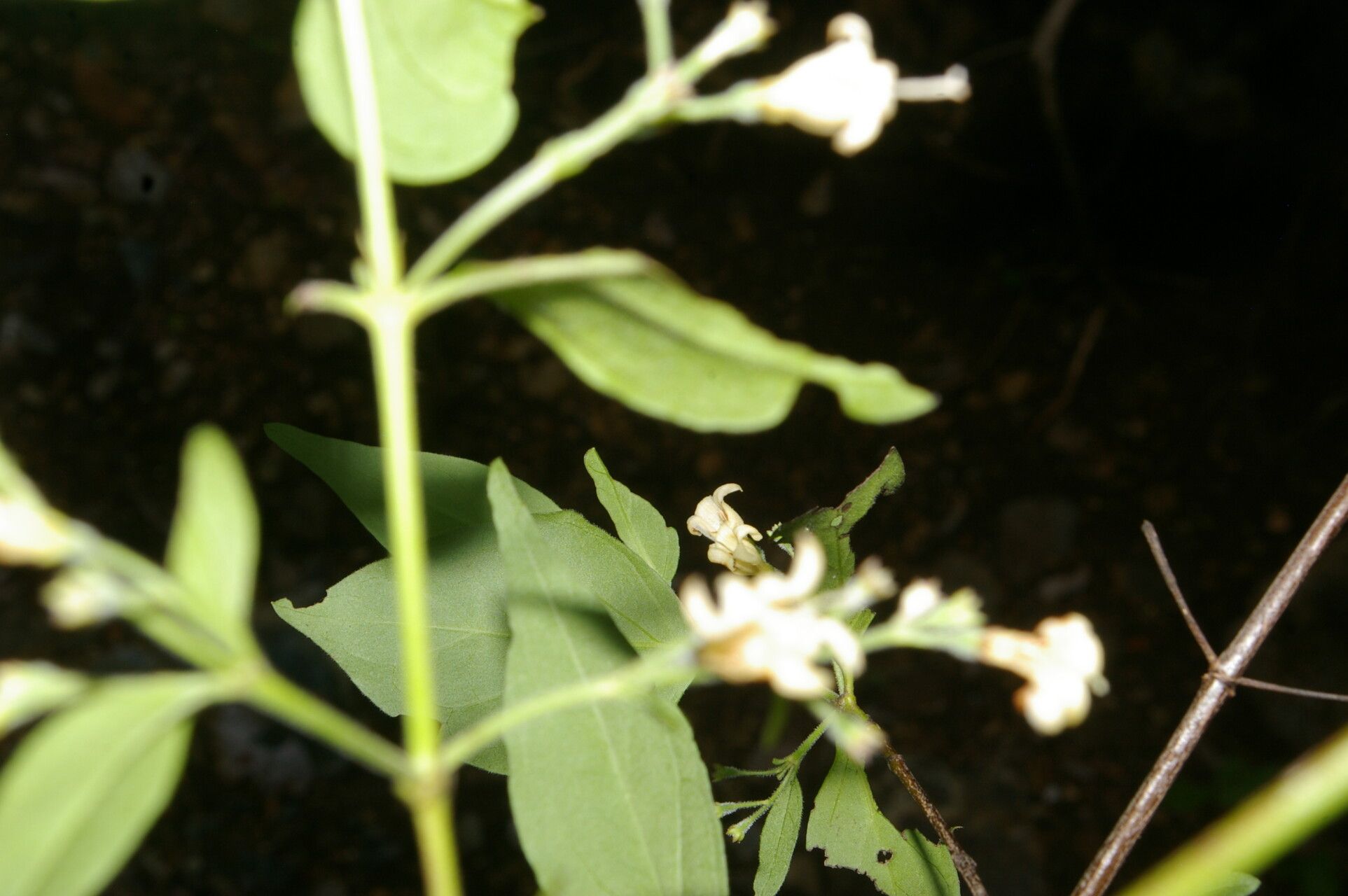 Chiococca semipilosa habit