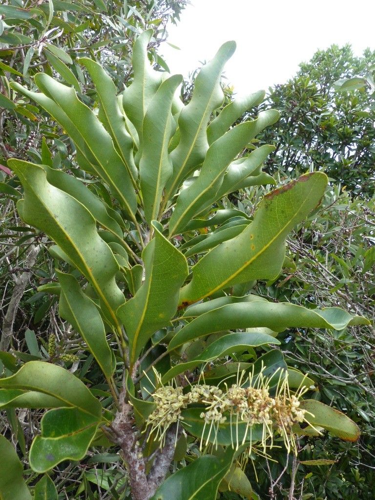 Virotia vieillardii habit