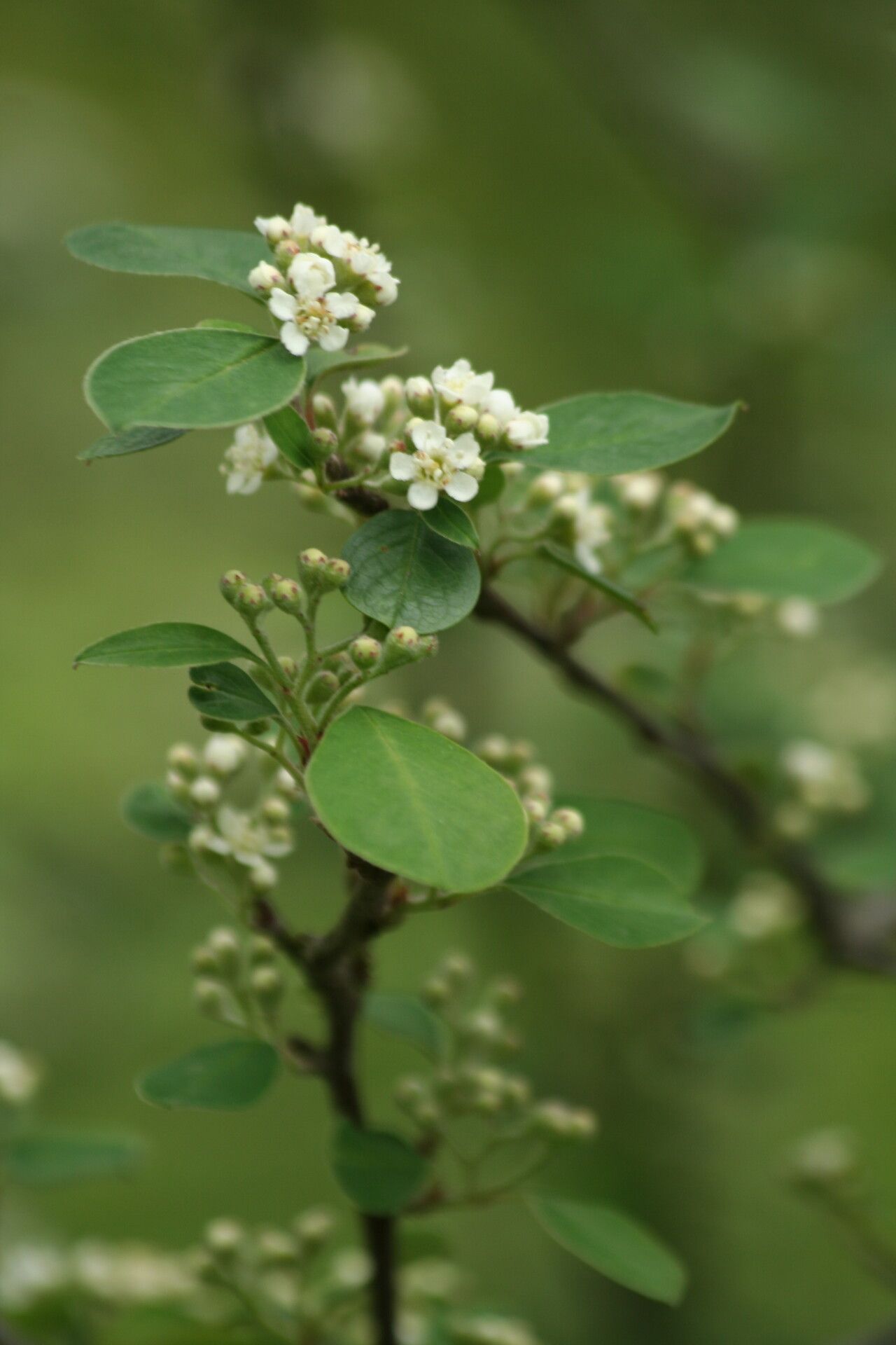Cotoneaster hissaricus — houseplant care guide