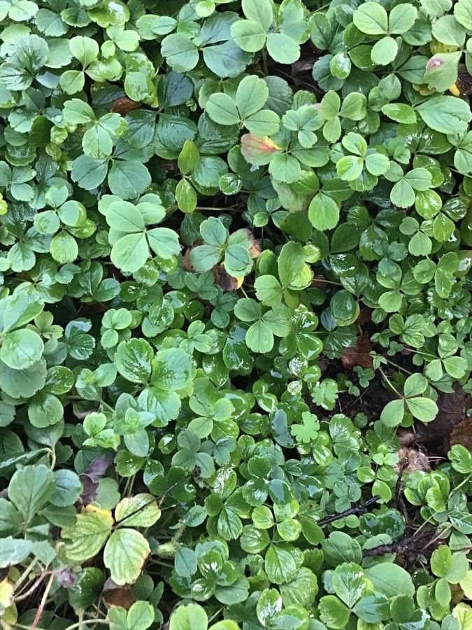 Potentilla montana leaf