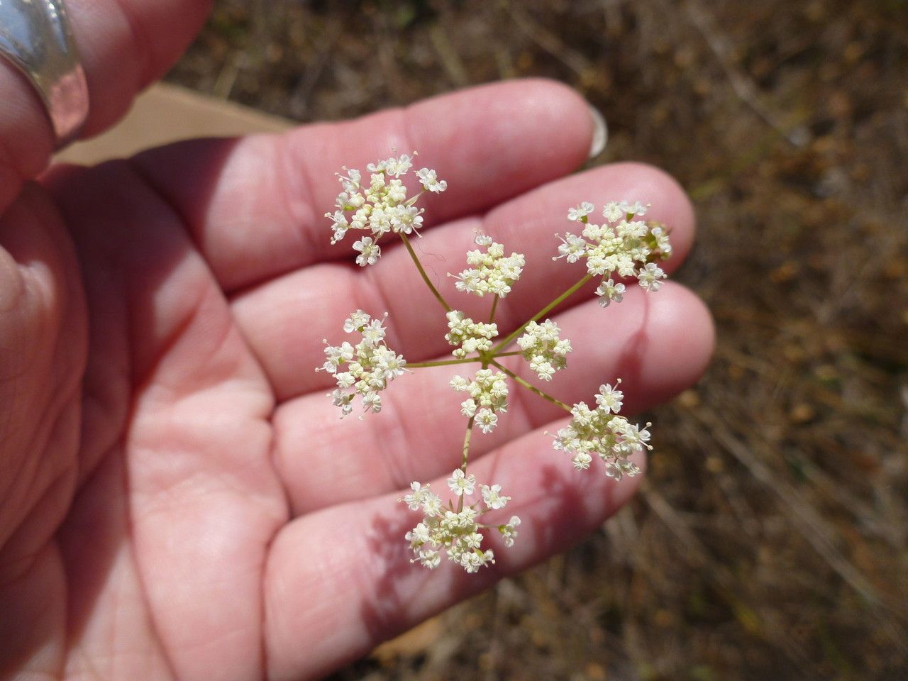 Perideridia gairdneri — search result for 'western Canada'