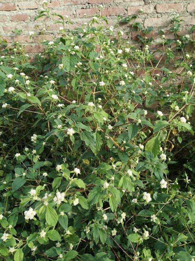 Gomphrena boliviana habit