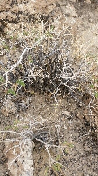 Salvia cuspidata bark