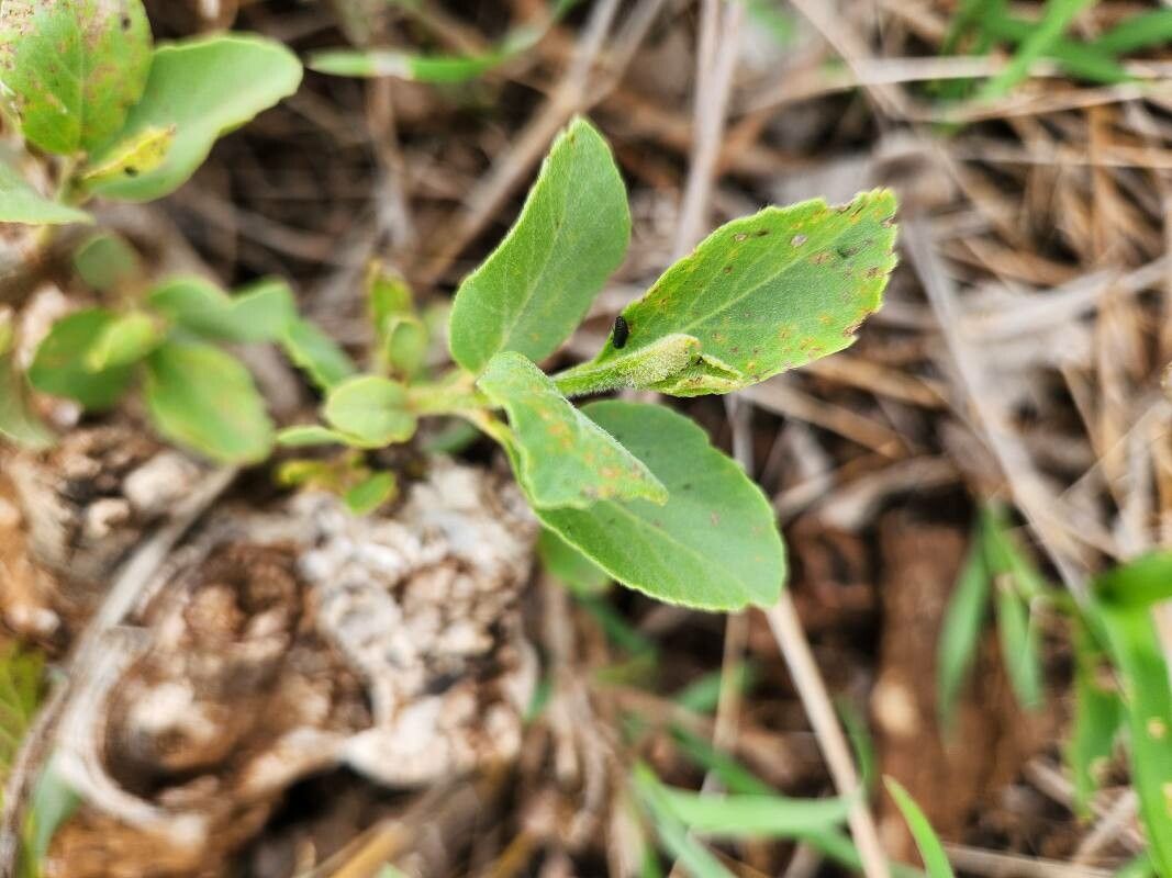 Cordia quercifolia leaf