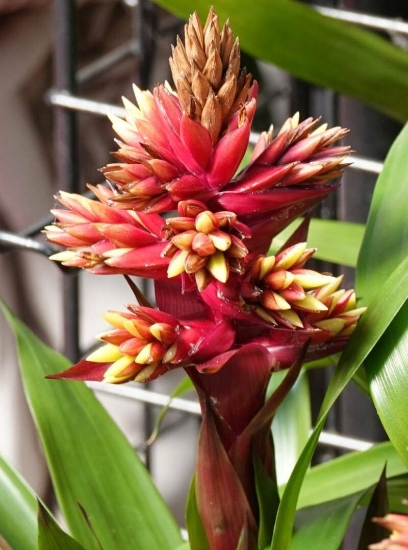 Guzmania scherzeriana — search result for 'El Salvador'