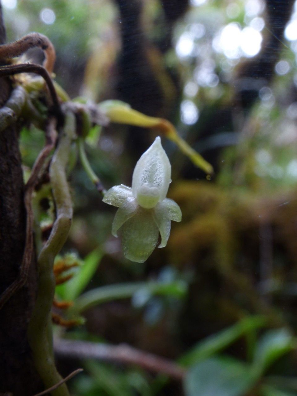 Angraecum crassifolium flower