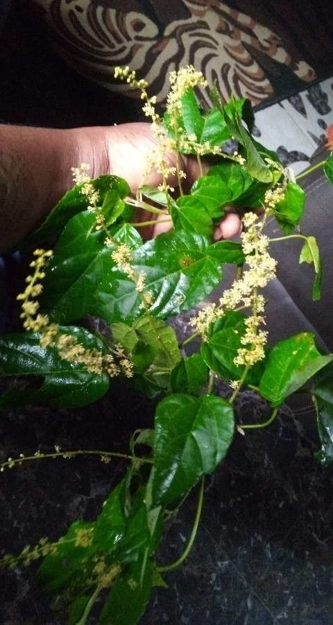 Mallotus oppositifolius flower