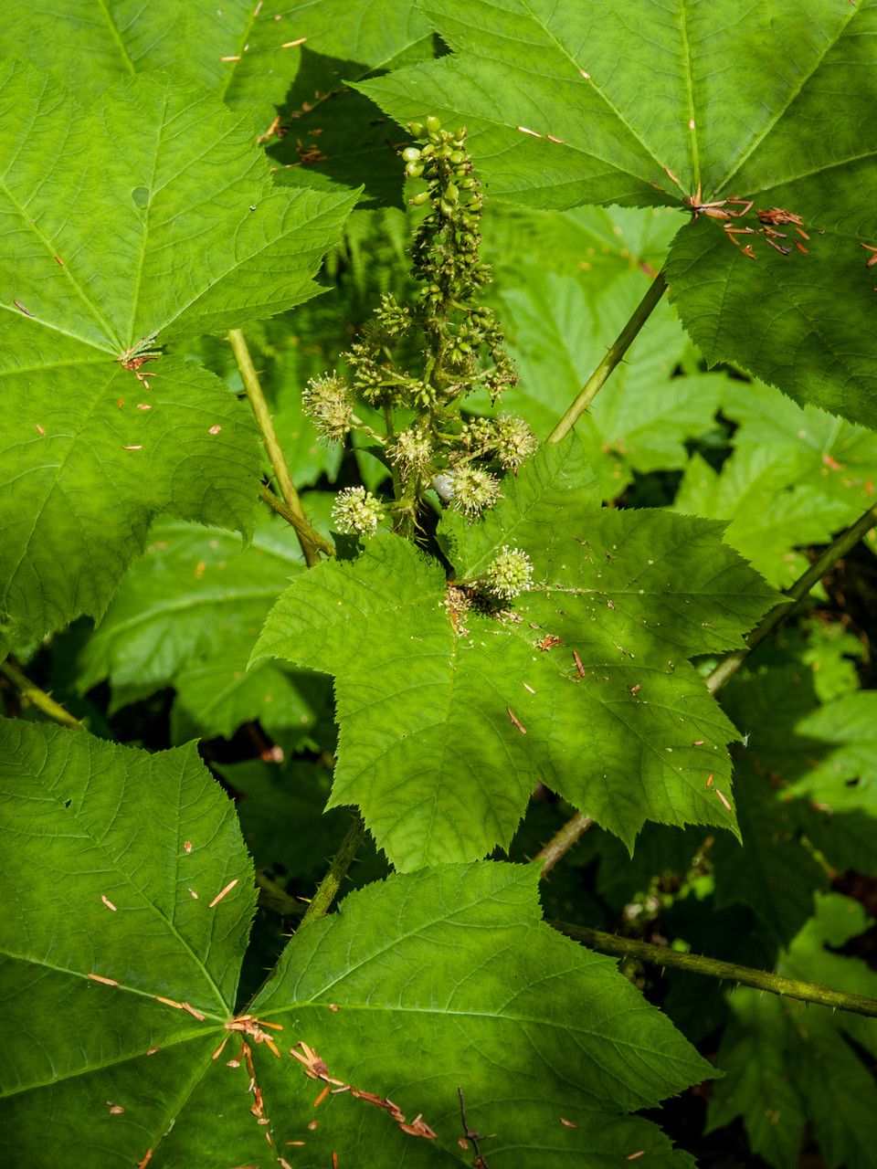 Oplopanax horridus flower