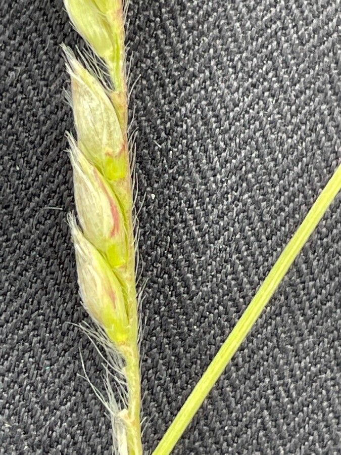 Brachiaria lachnantha flower