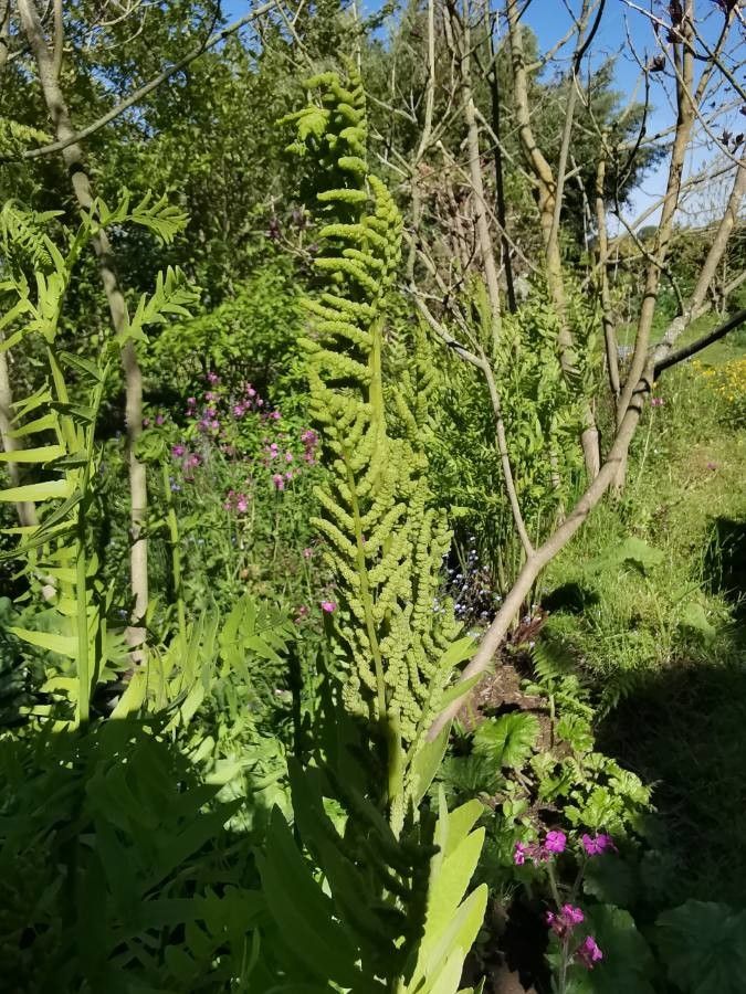 Osmunda regalis flower