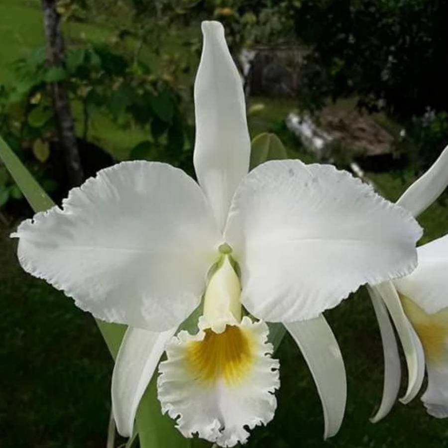 Cattleya gaskelliana flower