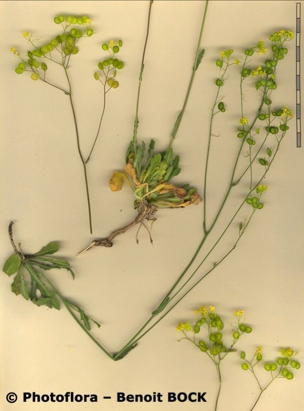 Biscutella guillonii other