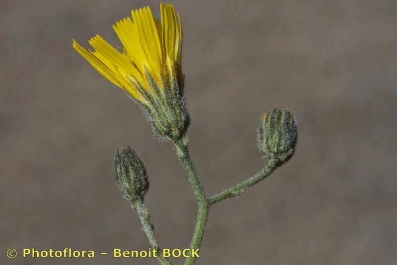 Hieracium gariodianum other