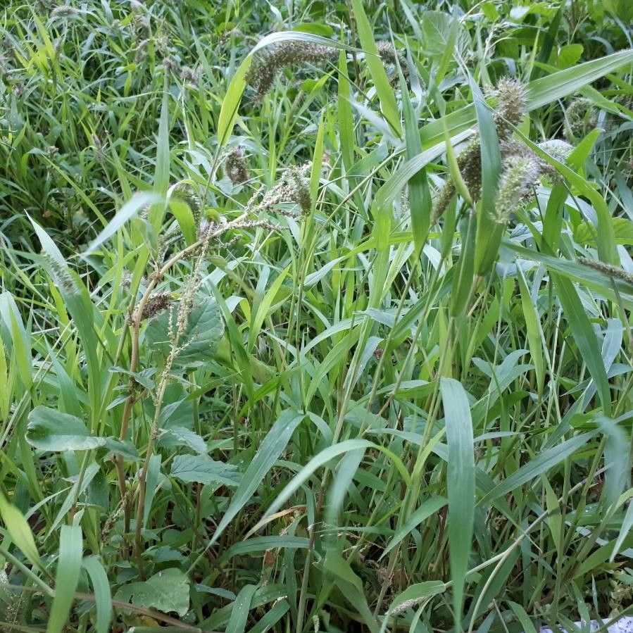 Setaria adhaerens — related species from the same genus