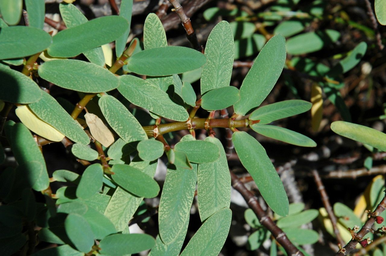 Euphorbia celastroides leaf