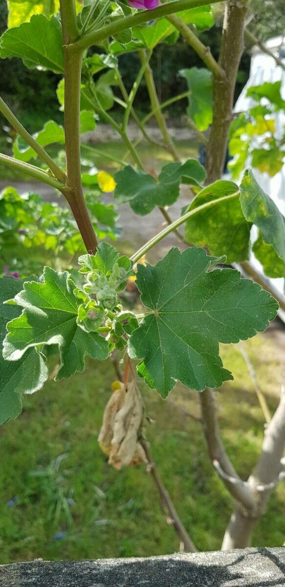 Lavatera arborea — search result for 'Libya'