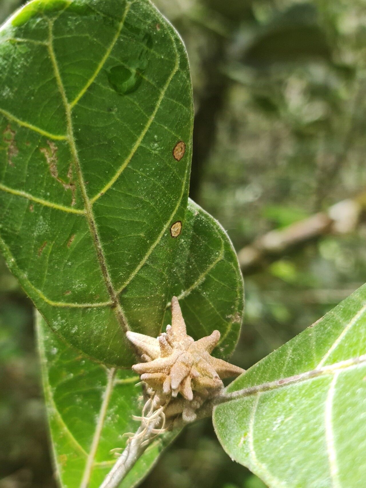 Hancea capuronii — related species from the same genus