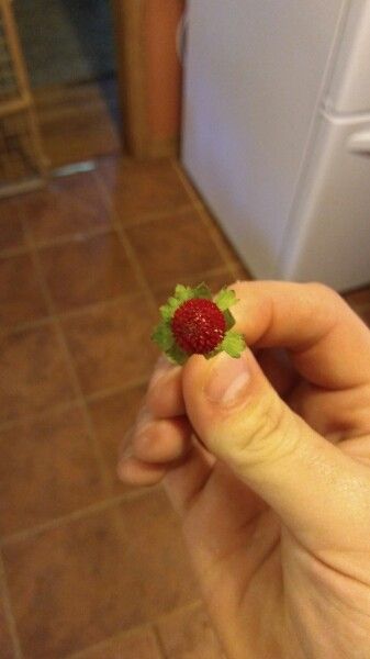 Sanicula bipinnatifida fruit