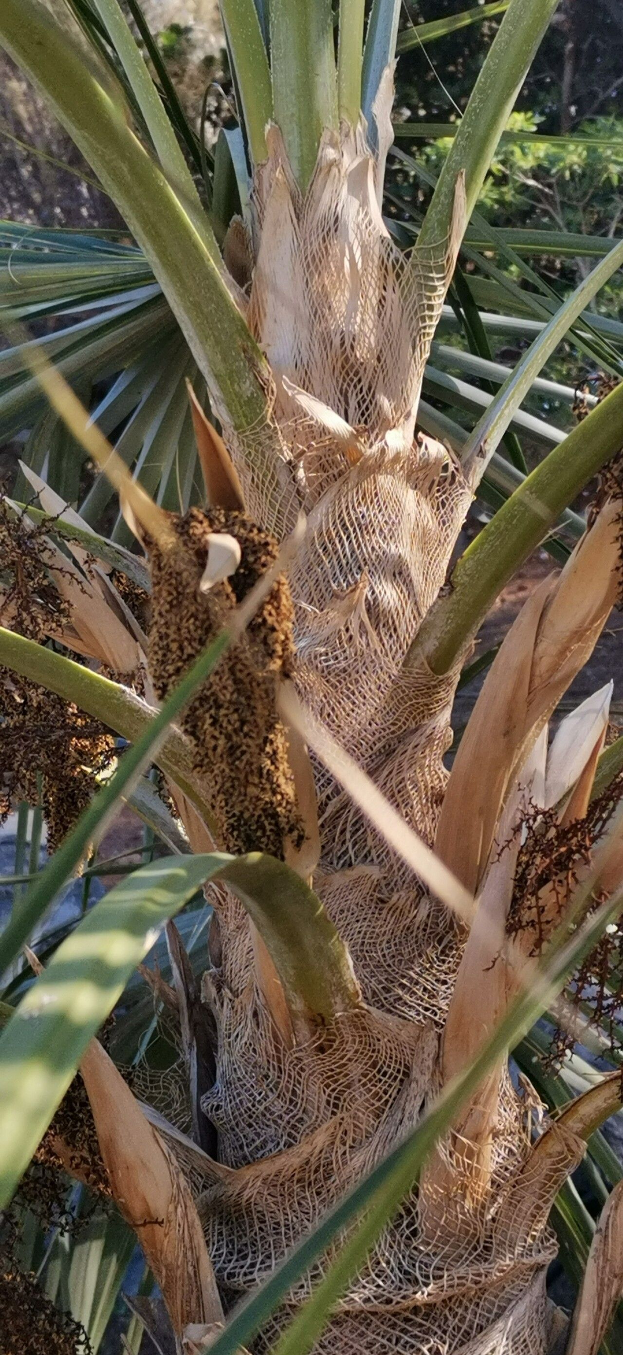 Coccothrinax hioramii other