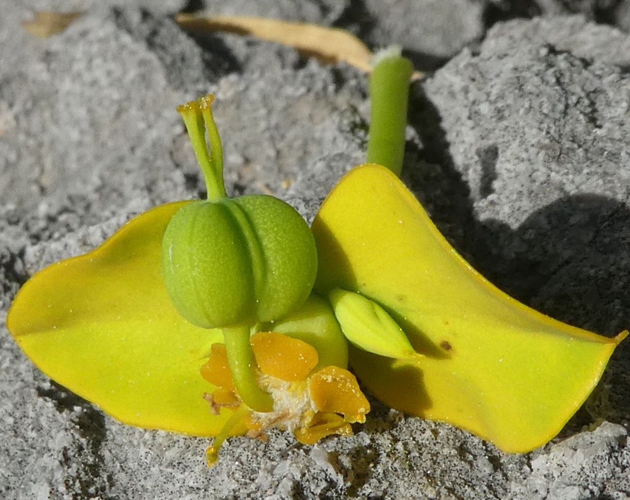 Euphorbia dendroides fruit