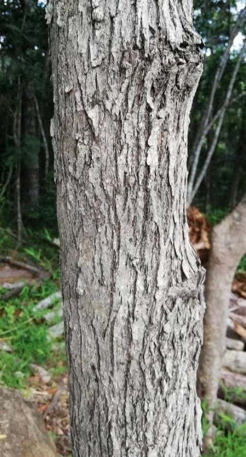 Phyllanthus billardierei bark