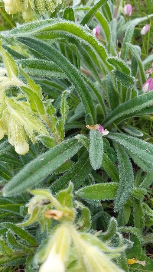 Onosma helvetica — houseplant care guide