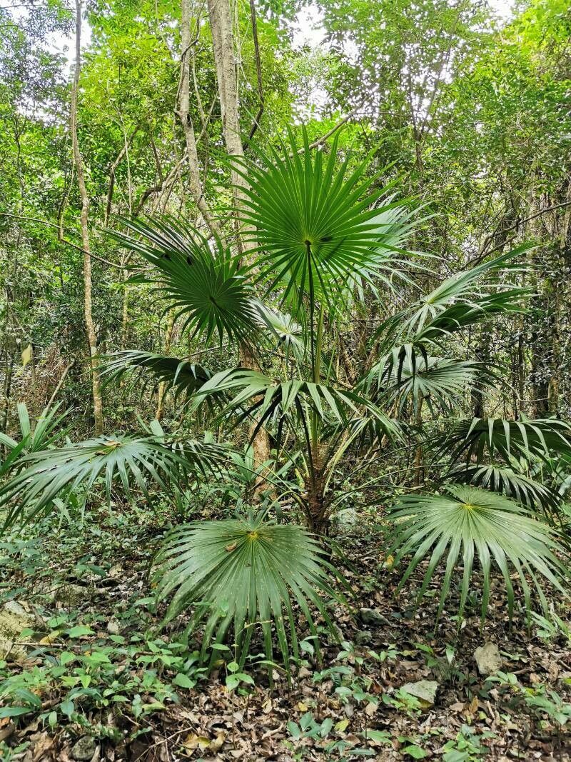 Sabal gretherae — search result for 'Sabal'