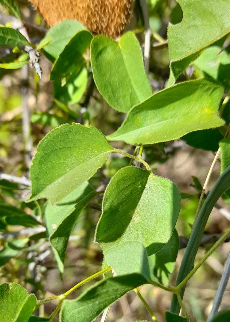 Amphilophium carolinae leaf