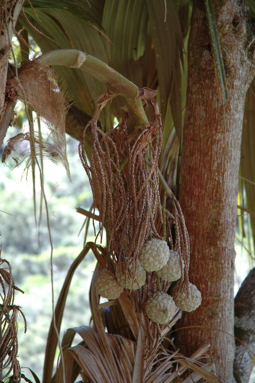 Pelagodoxa henryana fruit