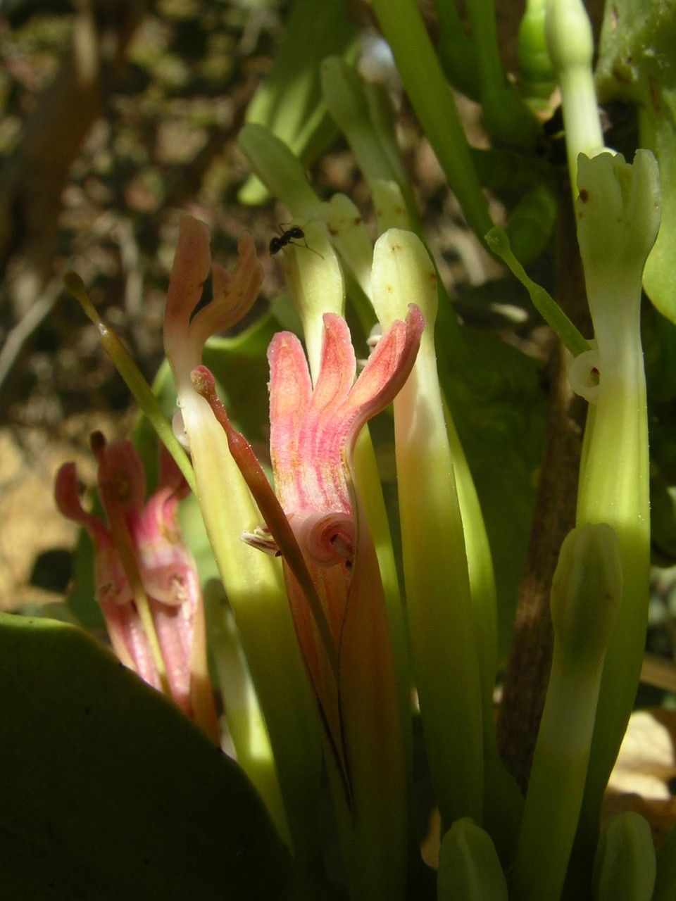 Tapinanthus pentagonia flower