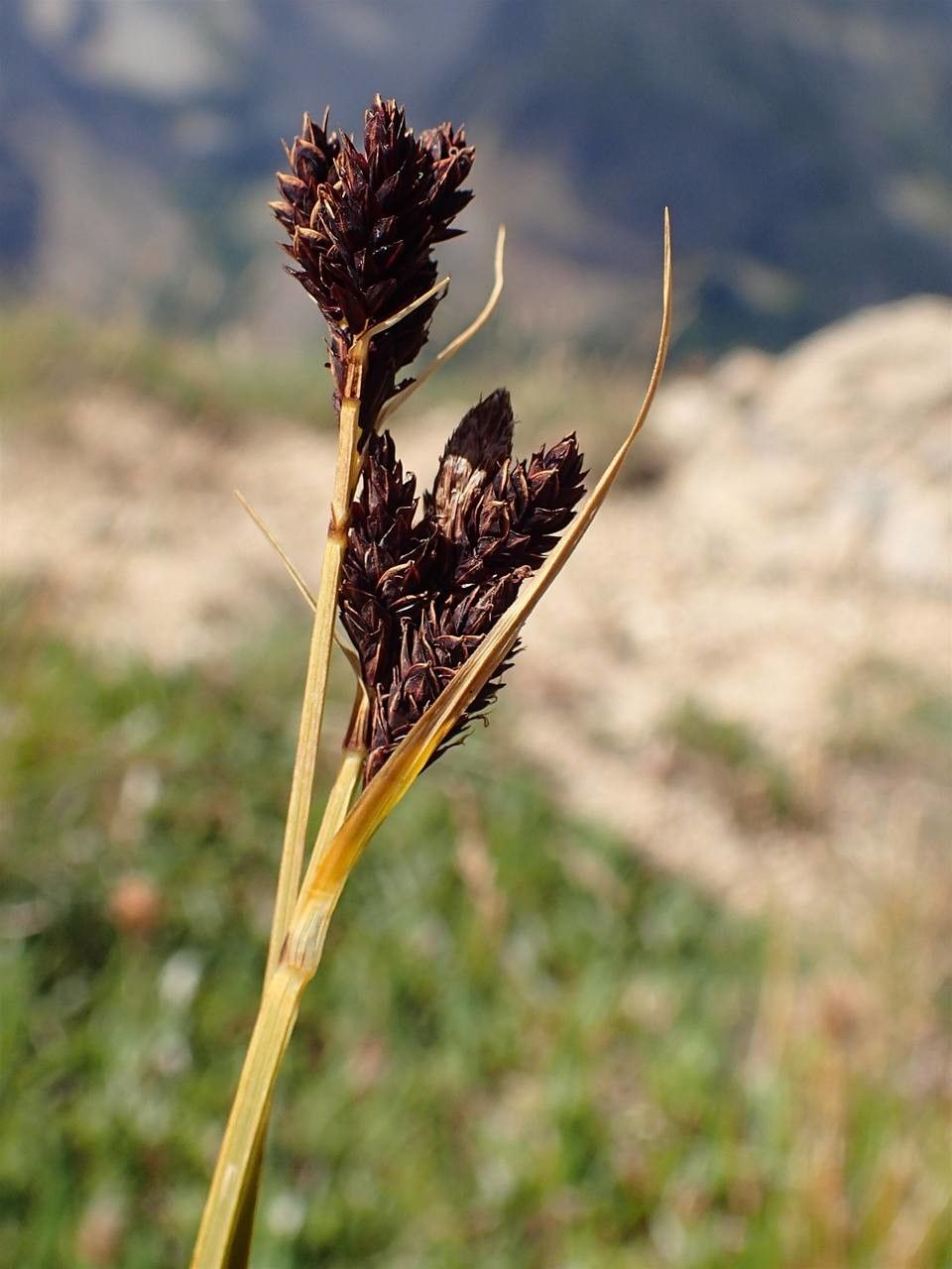 Carex parviflora fruit