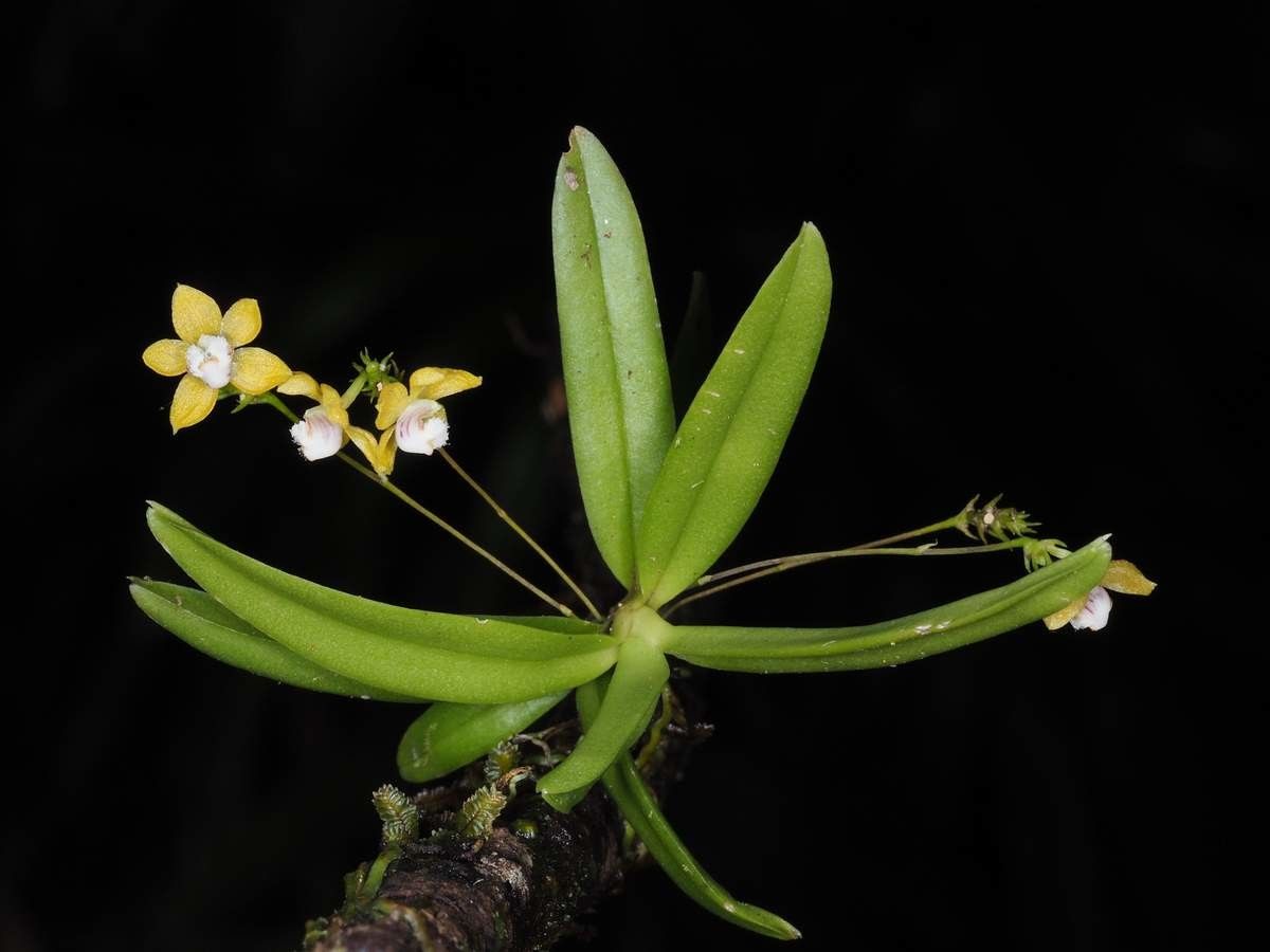 Thrixspermum merguense flower