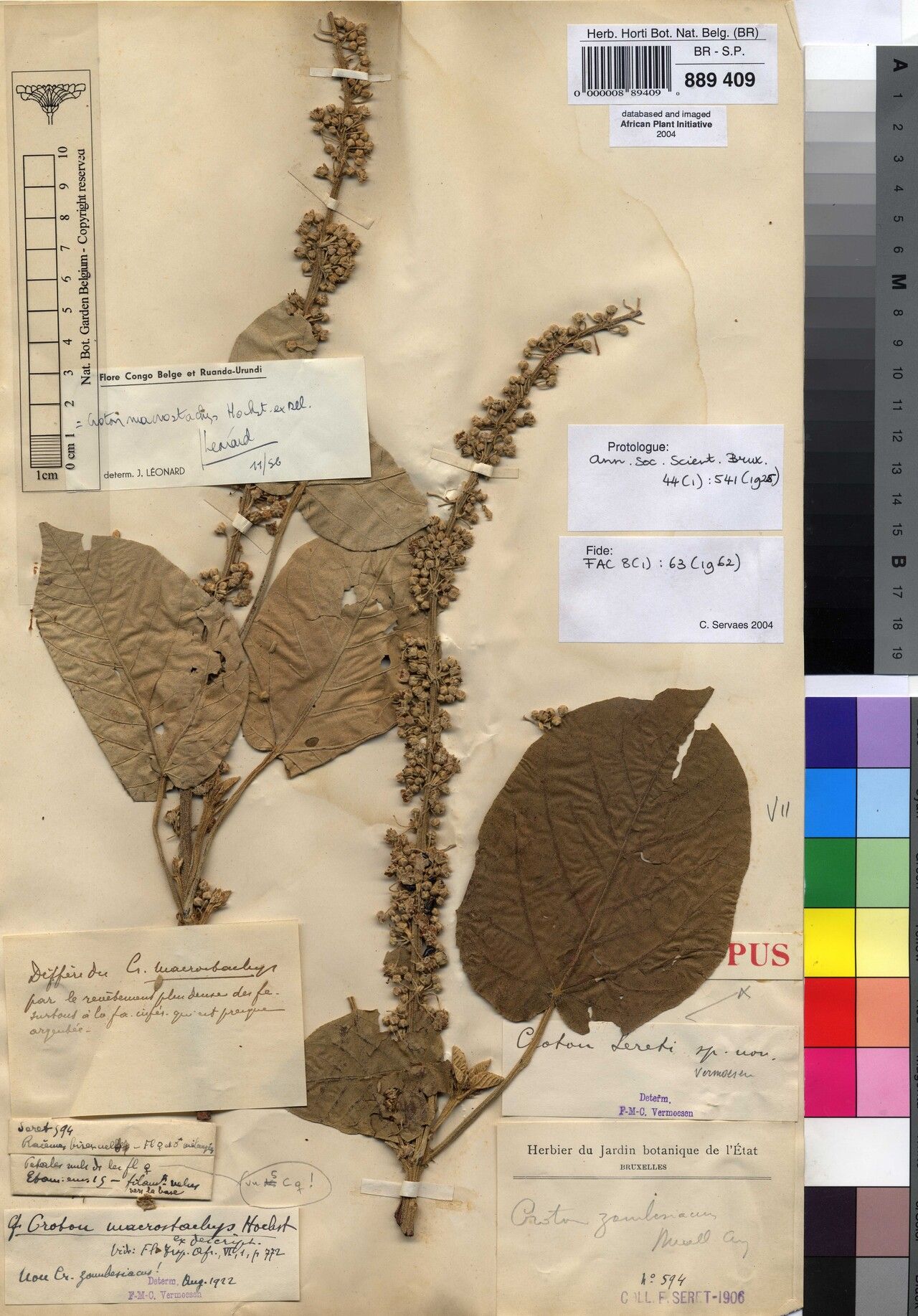 Croton seretii — houseplant care guide