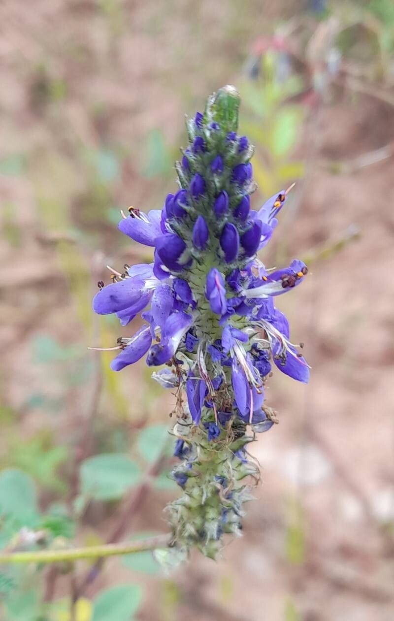 Dalea elegans flower