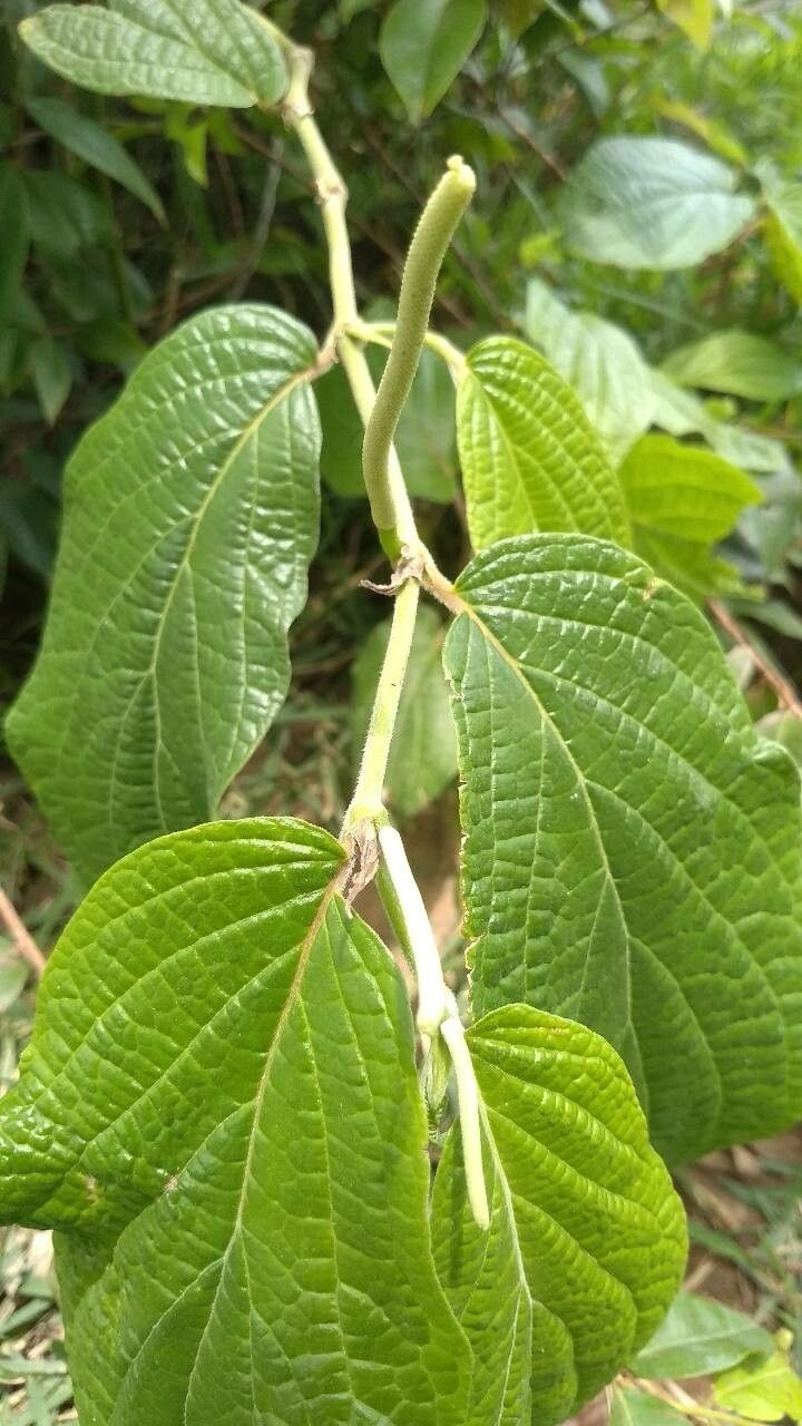 Piper hispidum flower