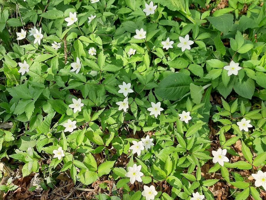 Anemone trifolia bark