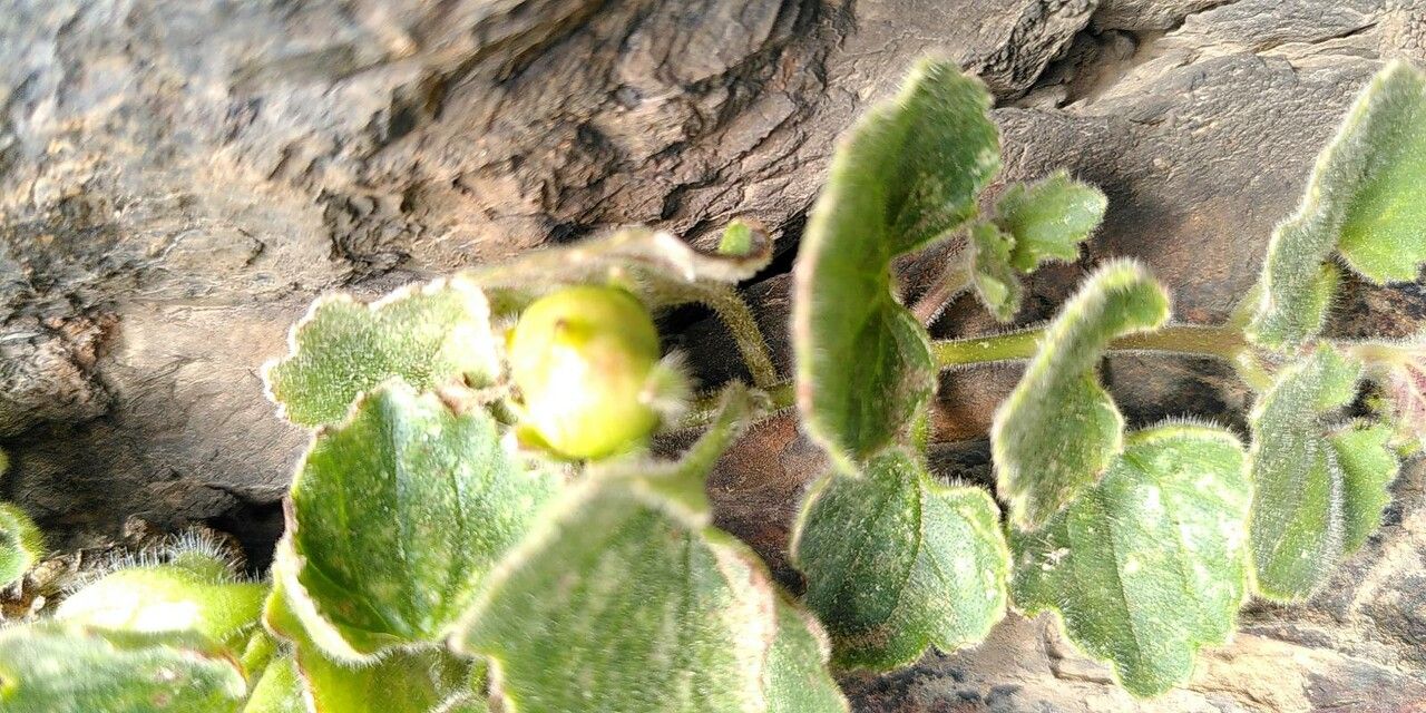 Asarina procumbens fruit